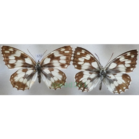 Melanargia galathea (Linnaeus, 1758) pair Polowiec szachownica Czech65f